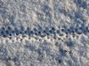 Spuren im Schnee