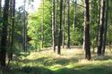 im Wald bei Bl&uuml;tenberg