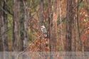 Kookaburra im Wald