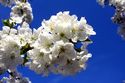 Kirschbl&uuml;te