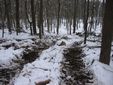 Schonende Waldarbeiten