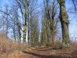 Alleenland