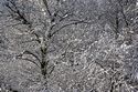 Schnee auf einem Baum