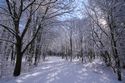 Winterwald westlich von Chorin