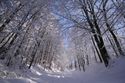 Winterwald westlich von Chorin
