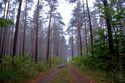 Morgennebel